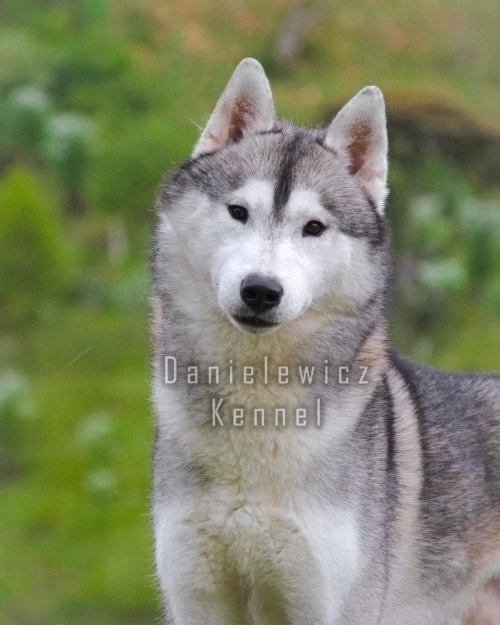   Querido -  JÁ DOADO!