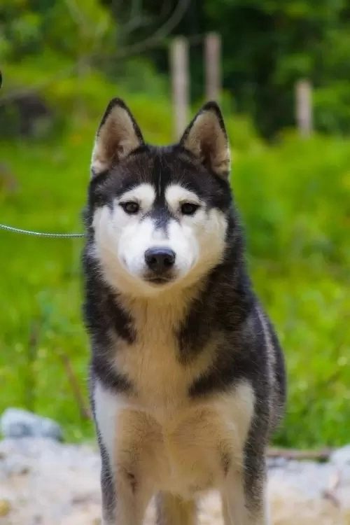  *Pimenta* 
Já achou uma família para chamar de sua!
