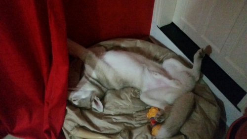 Kiro e suas formas super confortaveis de dormir